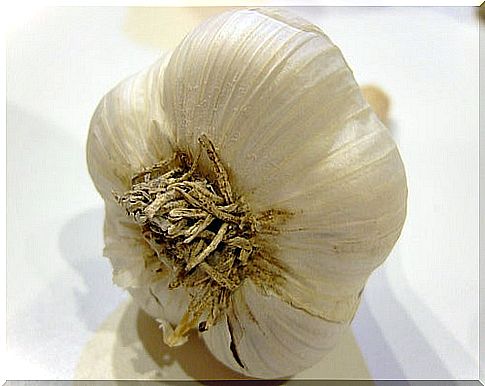 garlic