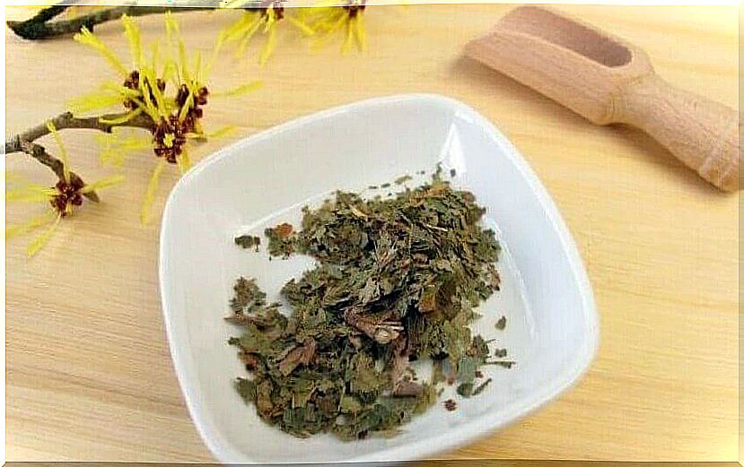 Witch hazel tea can help relieve chest pain in women.