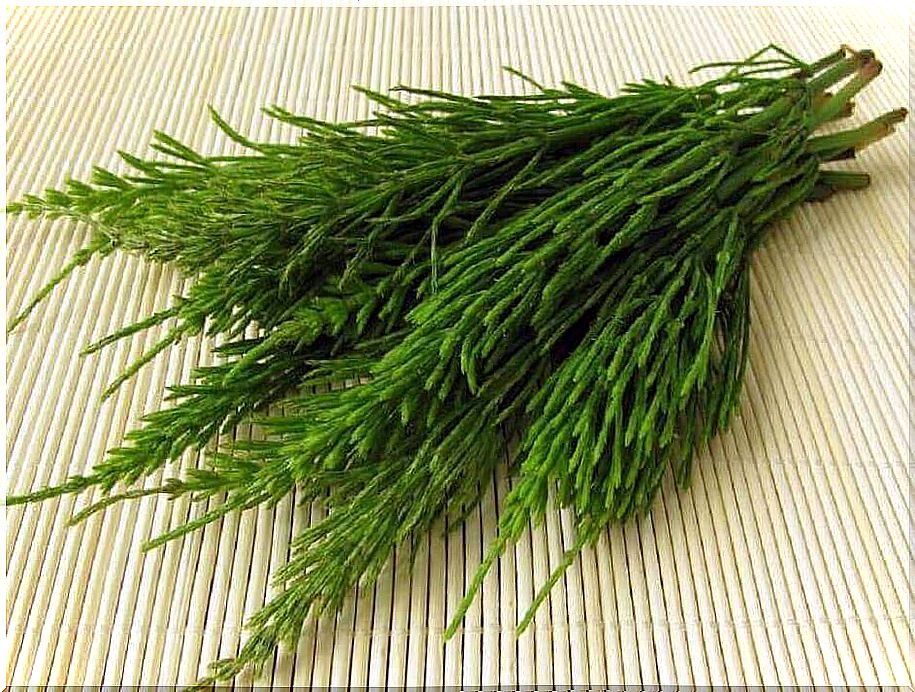 Horsetail tea can help relieve chest pain in women.