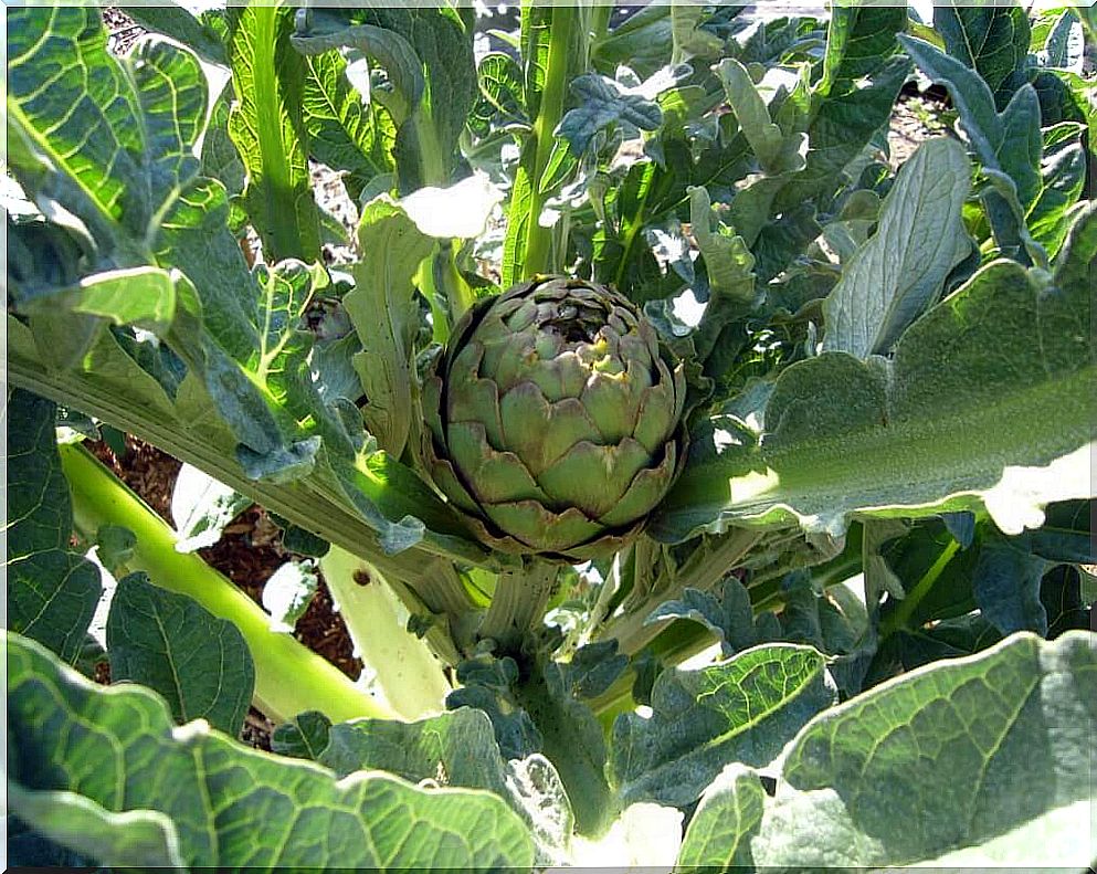 Artichoke, a natural treatment for diabetes