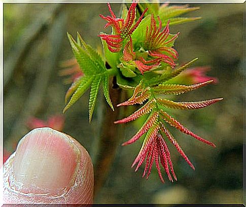 Flaky fingernails are not particularly attractive