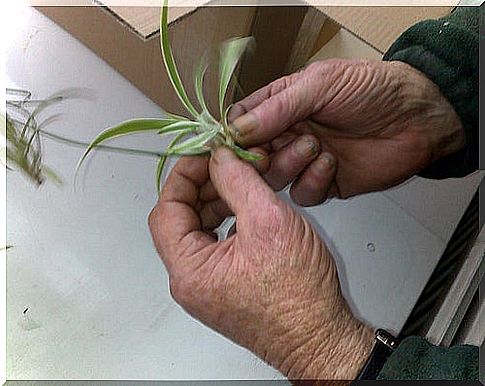 Those who work in the garden a lot should take care of their hands