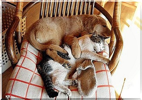 Creative sleeping places for your pet