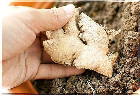 Fresh ginger from our own cultivation!