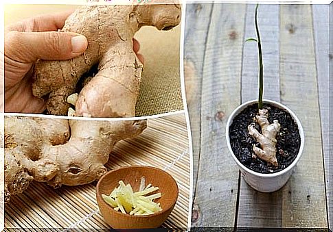 Ginger plants