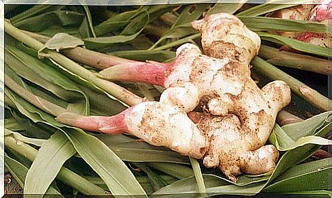 Ginger plant