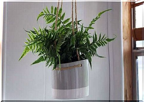 Hanging planters - with fern