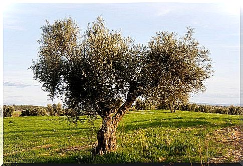 olive tree