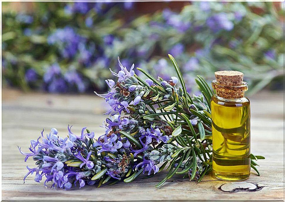 Nourishing oils for hair - rosemary oil