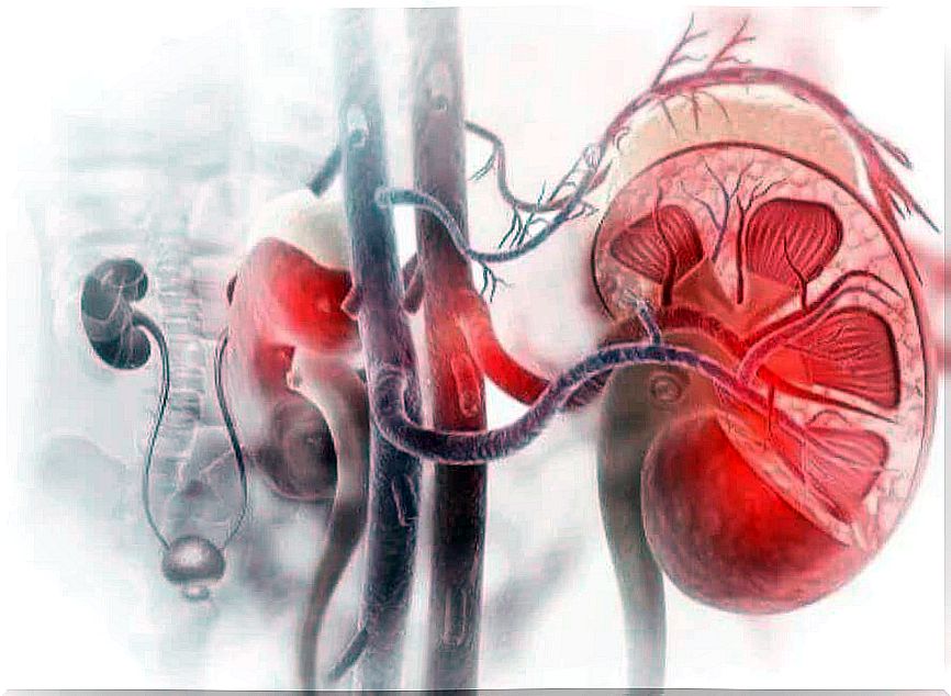 Naturally prevent kidney disease