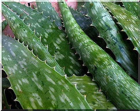 Aloe vera