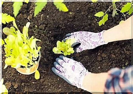 Repotting a yellow flower