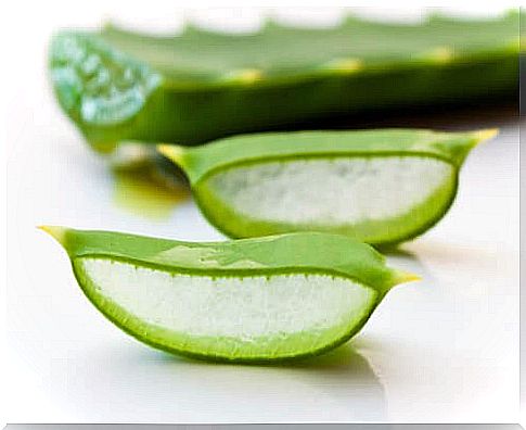 Aloe vera2