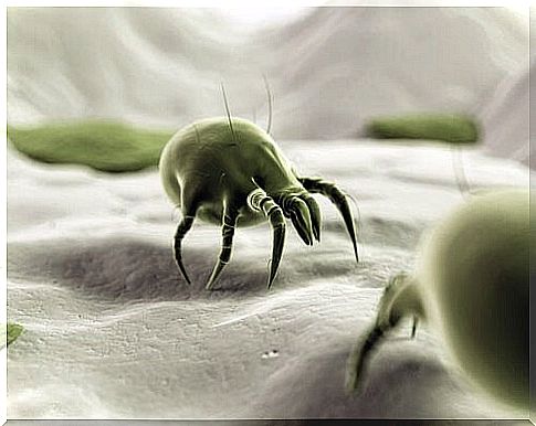 Dust mite and other insects