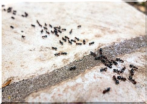 Ants and other insects