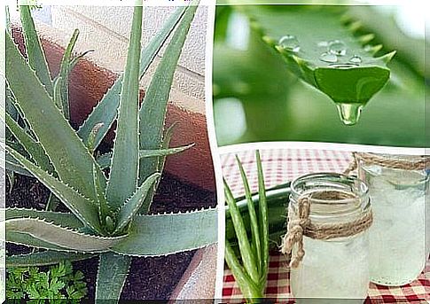 Why we should grow aloe vera at home