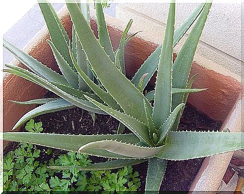 aloe 